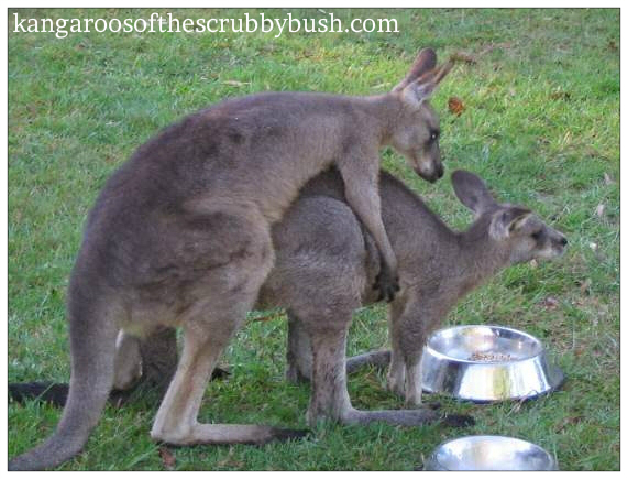 What do kangaroos eat?